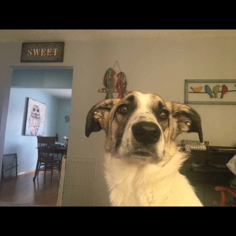 Meet your Posher, Lisa